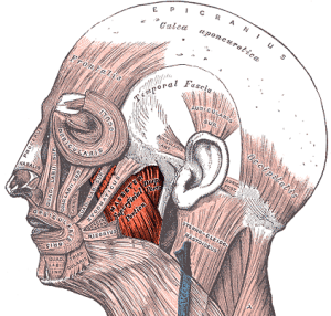 masseter muscle for chewing